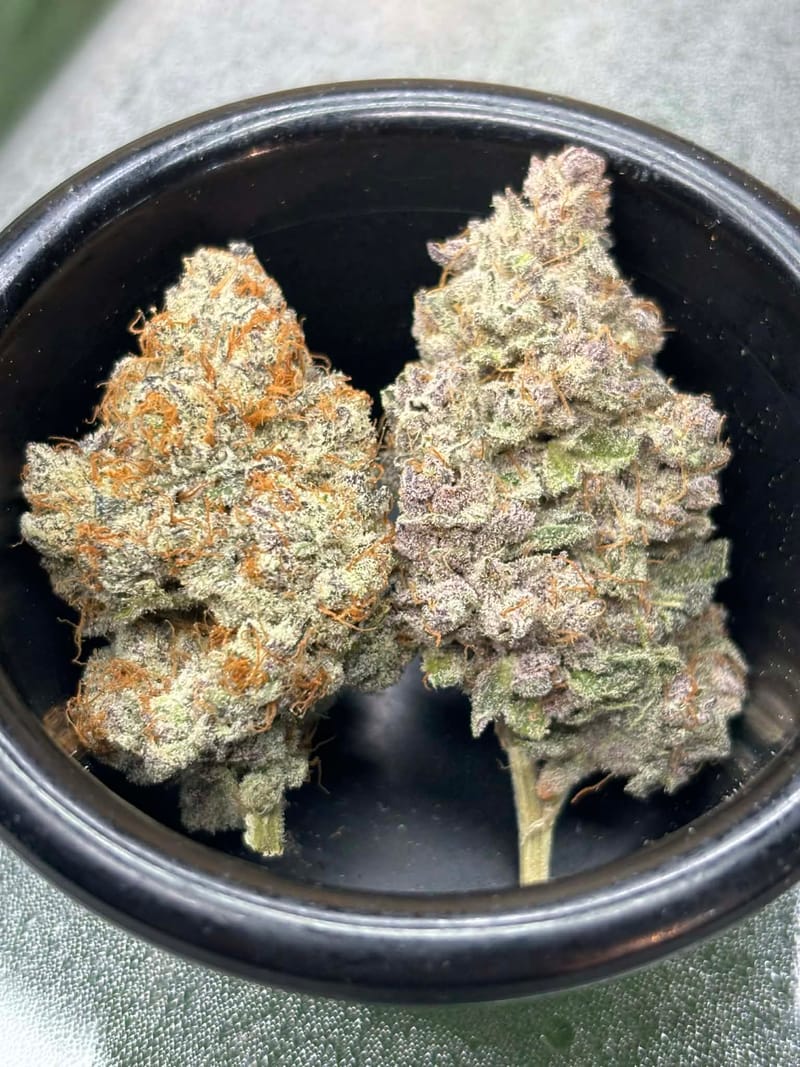 TANGIE LEPRECHAUN - BY LOONATIXZ GENETIXZ - COMING SOON