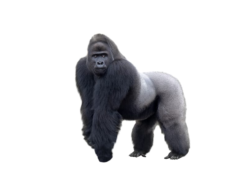 GORILLA RUNTZ BY LOONATIXZ GENETIXZ