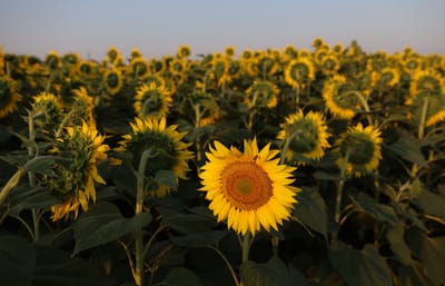 Unveiling Our New Flagship: The Mannamead Office Transformation