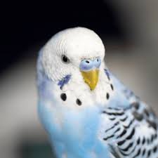 Budgerigar Show a huge success
