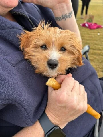 From ruff waters to a forever home – pup rescued by Gold Coast police officer