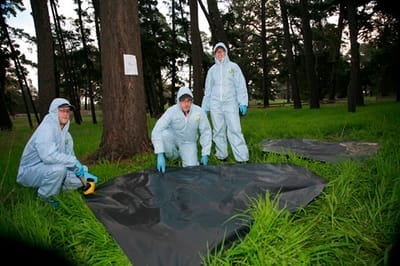 CSIRO researchers discover new bat-borne virus: Salt Gully virus