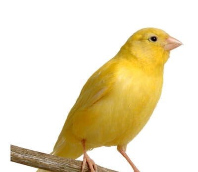 The Australian Budgerigar Society Inc. - 68th Anniversary Carnival Show