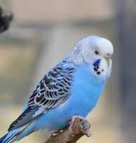 Bird Show will be Noisy