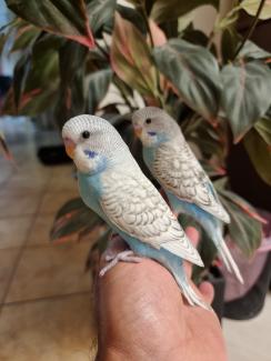 Australian Budgerigar Society Inc. 2026 Carnival Show
