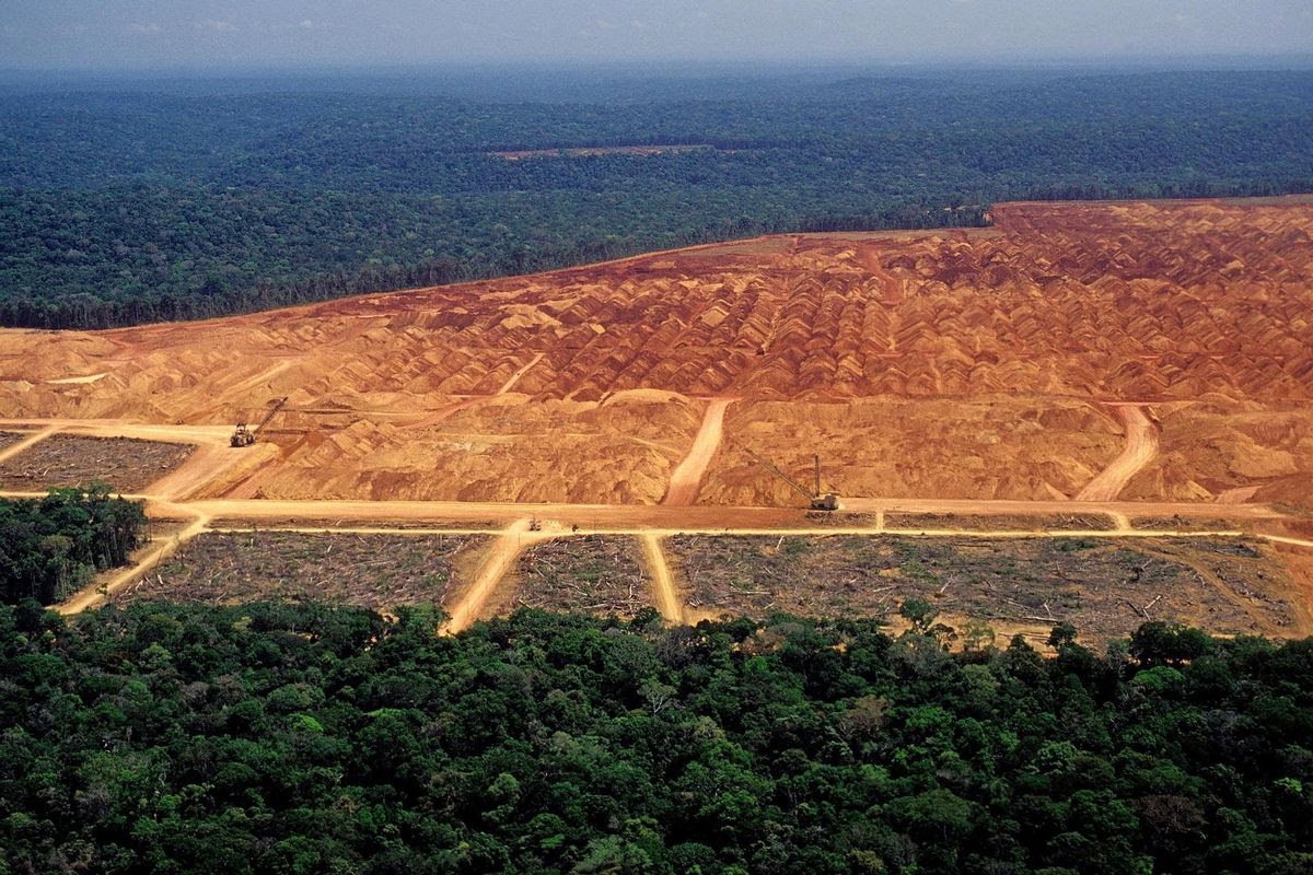 Réglementation européenne déforestation (RDUE) : êtes-vous concerné ?