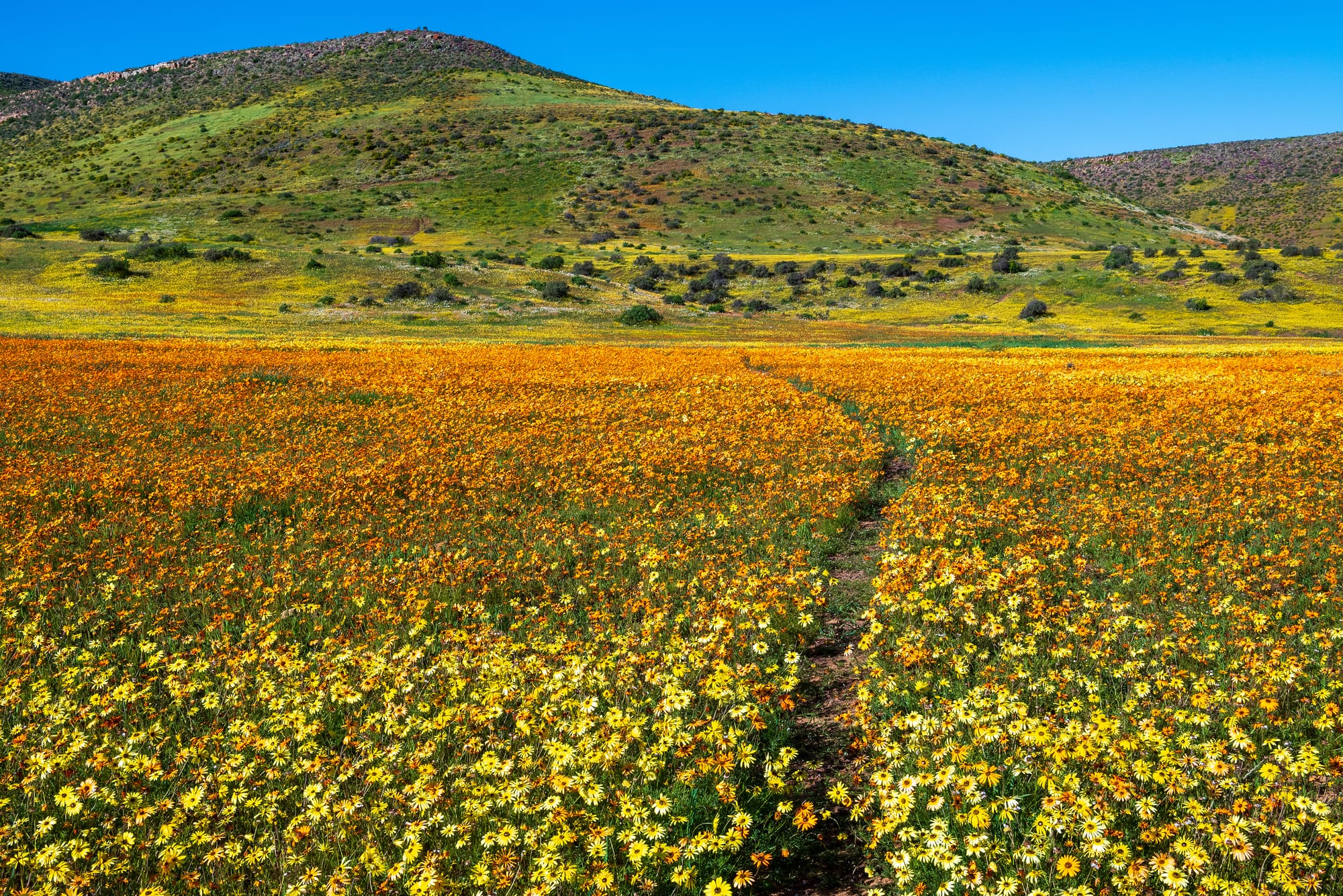 DISCOVER THE MAGIC OF NAMAQUALAND FLOWER SEASON