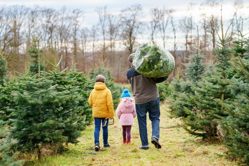 WHAT YOU NEED TO KNOW BEFORE CUTTING YOUR TREE