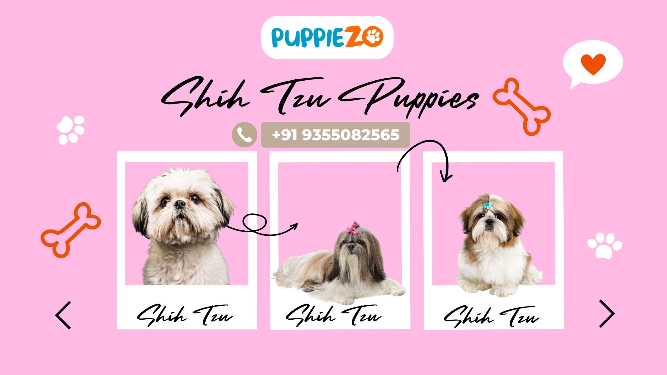 Shih Tzu Dog for Sale