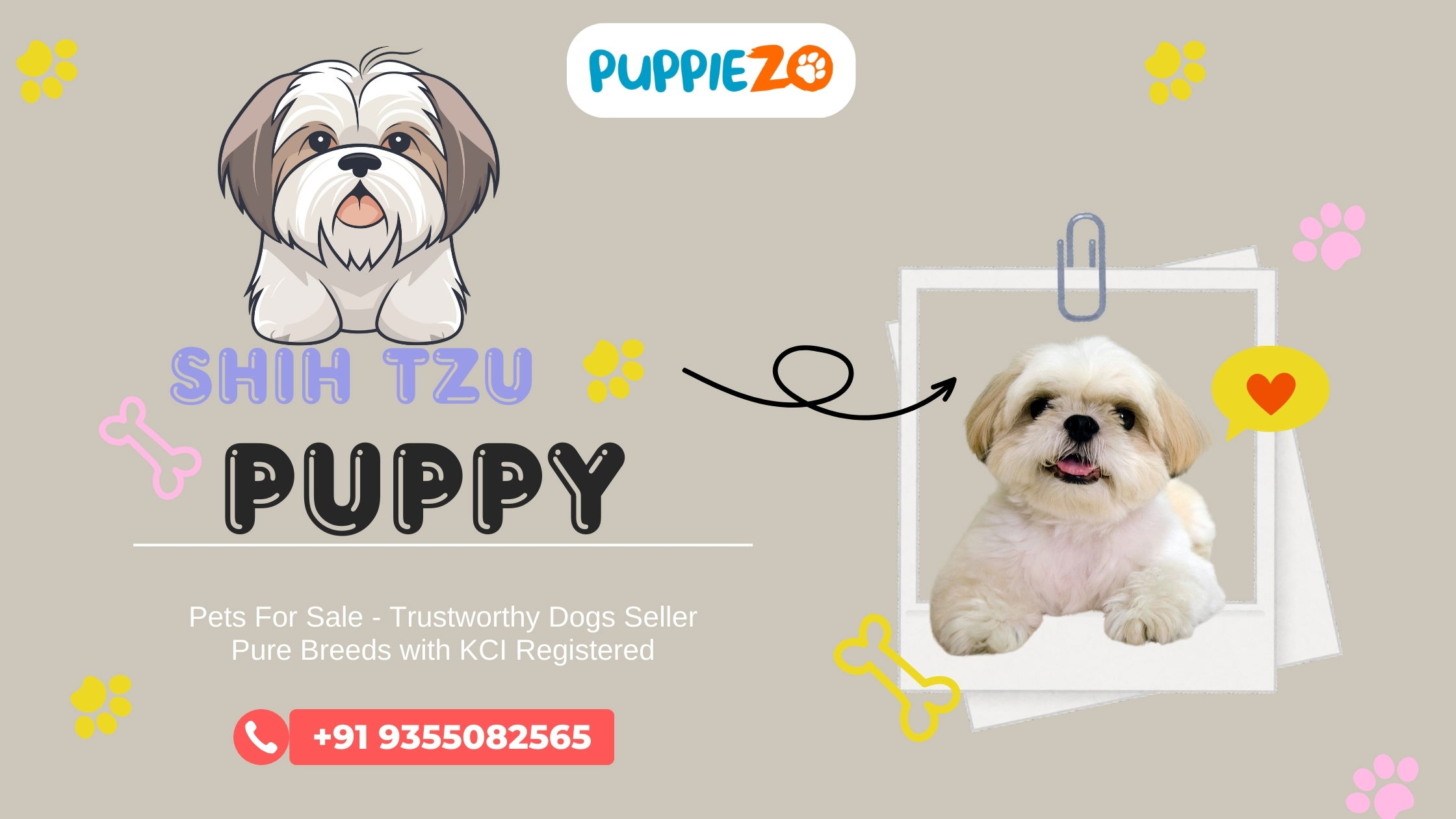 Shih Tzu Price in India