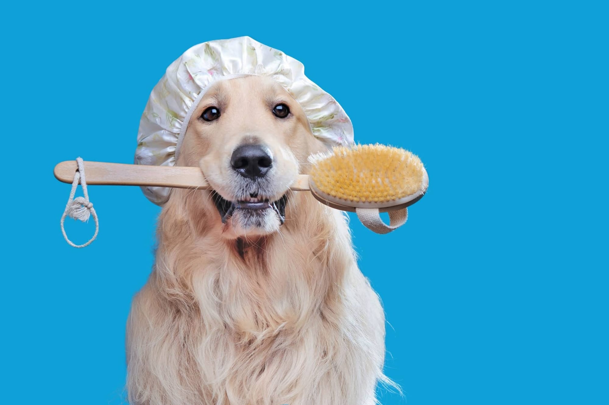 Le bien être de votre animal