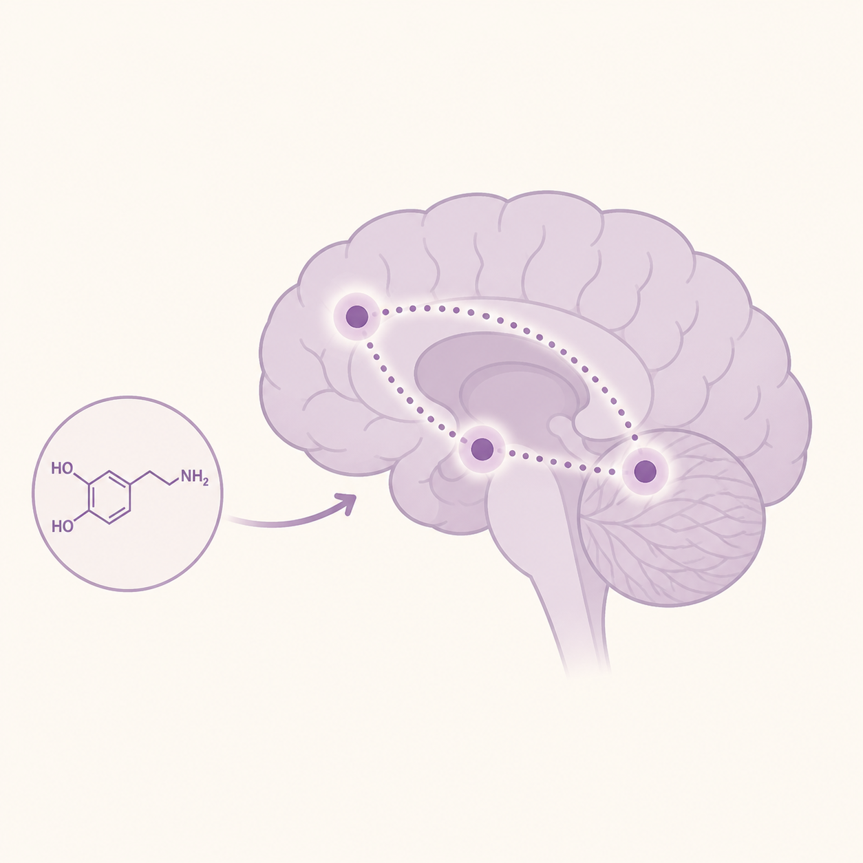 Brain signalling and healthy ageing