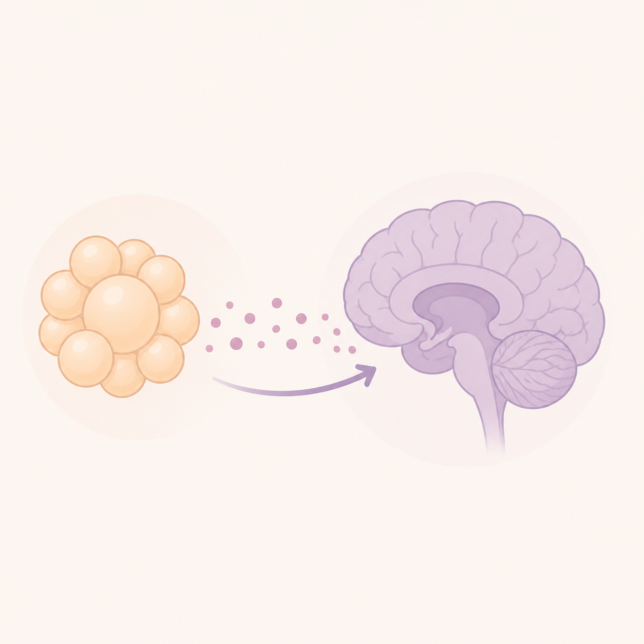 When fat talks to the brain