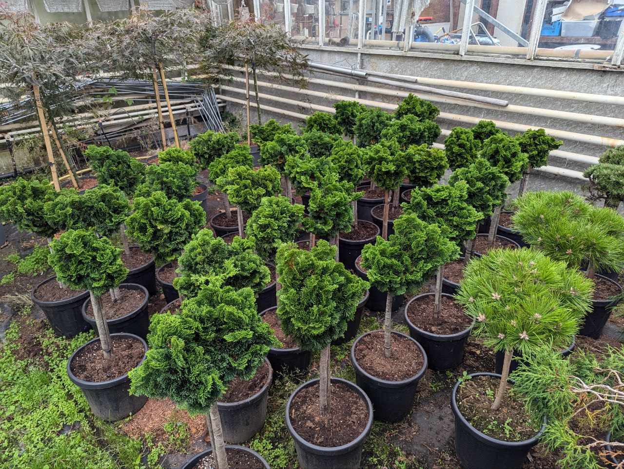 🌳 BEPLANTING & BOOMKWEKERIJ