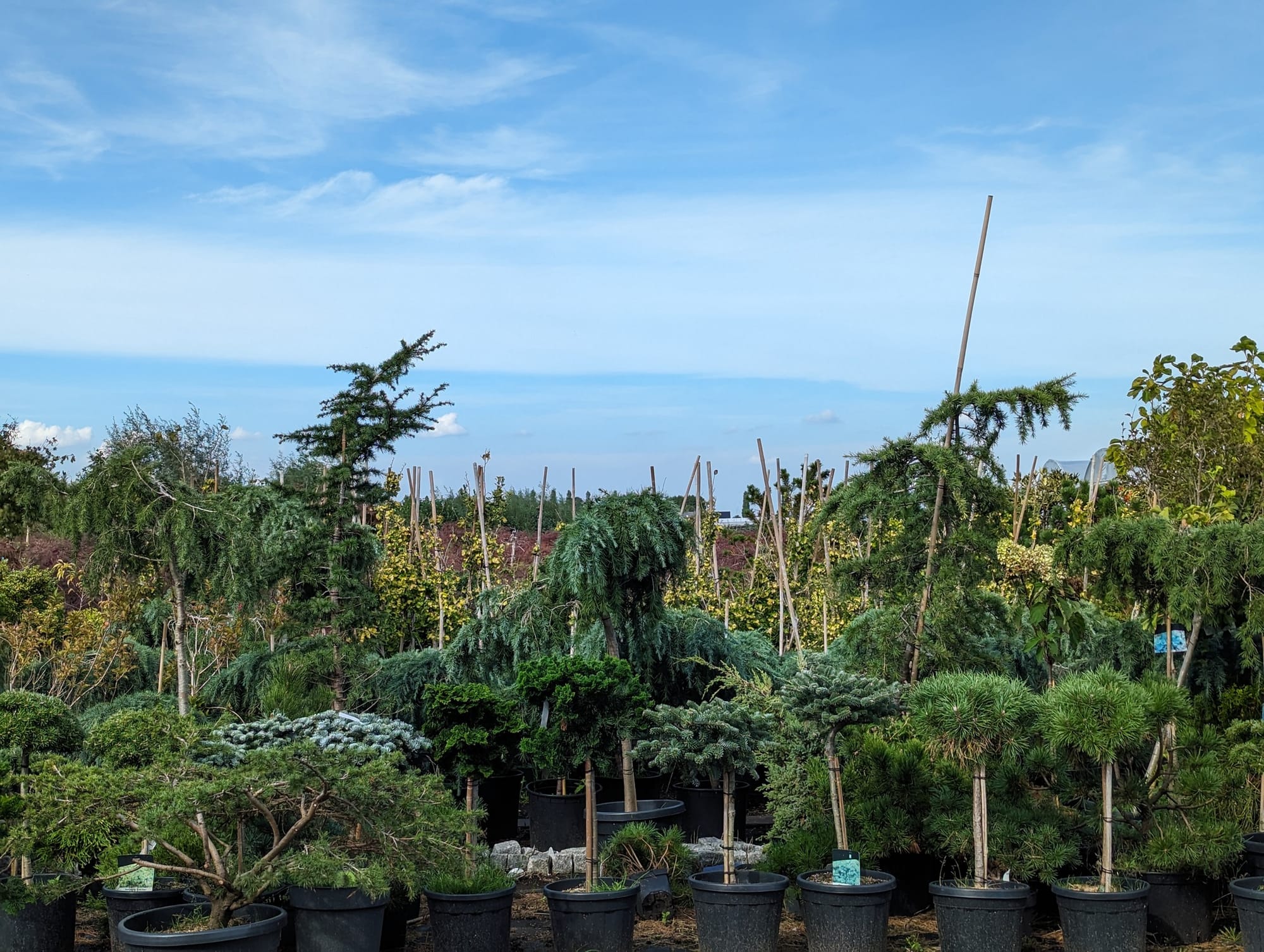 🌳 BEPLANTING & BOOMKWEKERIJ