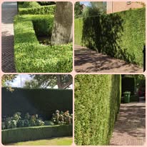 🌳 BEPLANTING & BOOMKWEKERIJ