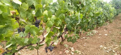 ¿Qué es DLGC Bodegas?