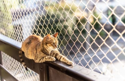 Understanding Lost Cat Behavior Could Save Your Cat's Life