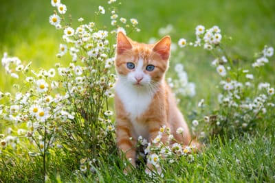 The Legacy of Love, Purrs, and Whiskers