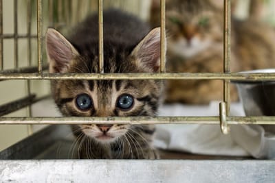 Have We Been Getting Cats Wrong? Rethinking Shelters, Community Cats, and Modern Feline Welfare
