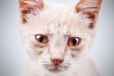 When "No-Kill" Fails: A Call For Compassion, Accountability, and Transparency in Animal Rescue