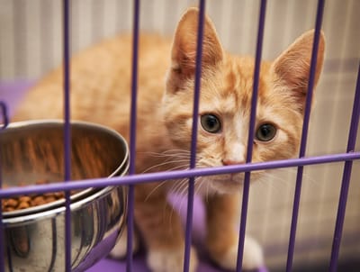 A Call For Transparency and Accountability in Animal Rescue