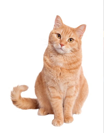 Every Cat is a Work of Art