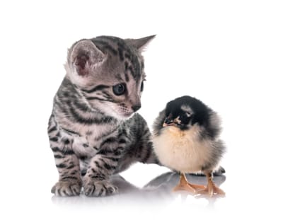 Cats and Birds: The Great Debate