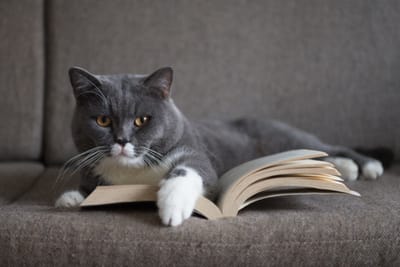 Totally Feline ™ Expect the Unexpected- Because Shelter Cats Don't Come With Instructions Manuals