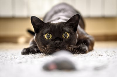 Are You Enabling the Very Behavior You Dislike in Your Animal?