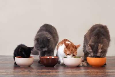 Case Study: Inter-Cat Conflict Morris, Yodi, Princess and Tabby Part 1