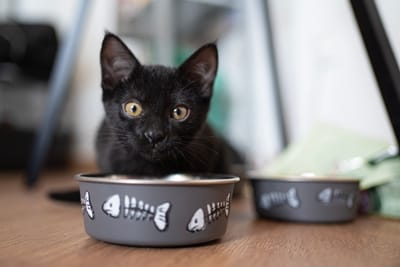 Cat Food Recommendations: Finding Foods Your Cat May Enjoy