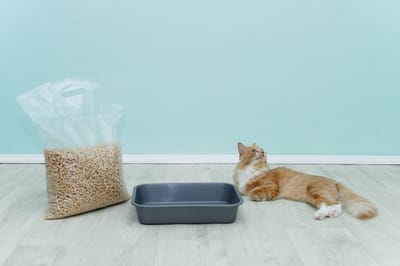 Recommendation for New Cat Parents Without an Extra Room