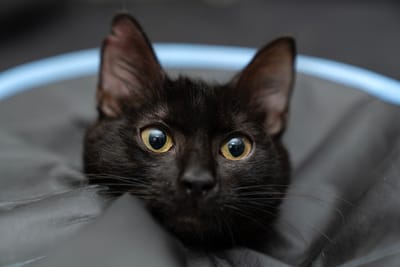 Doing the Right Thing for Your Pet Comes at a Cost.