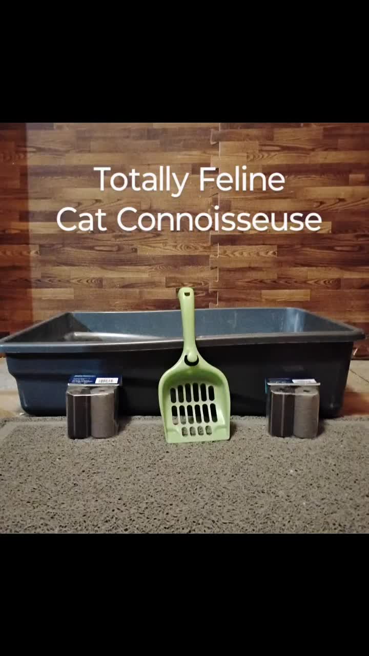  Video Cat Creation thumbnail