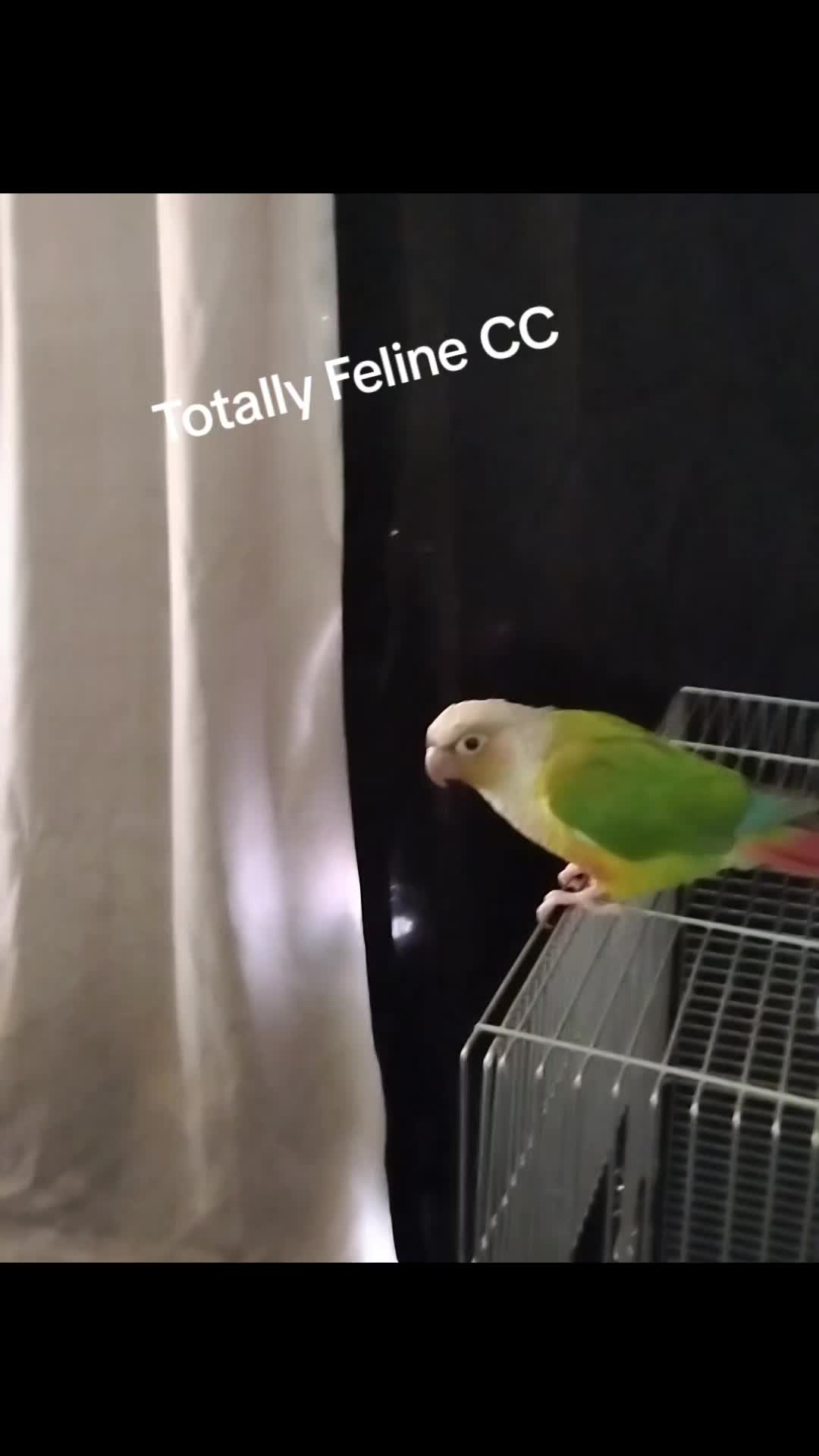  Lights, Camera, Cat-tion! thumbnail