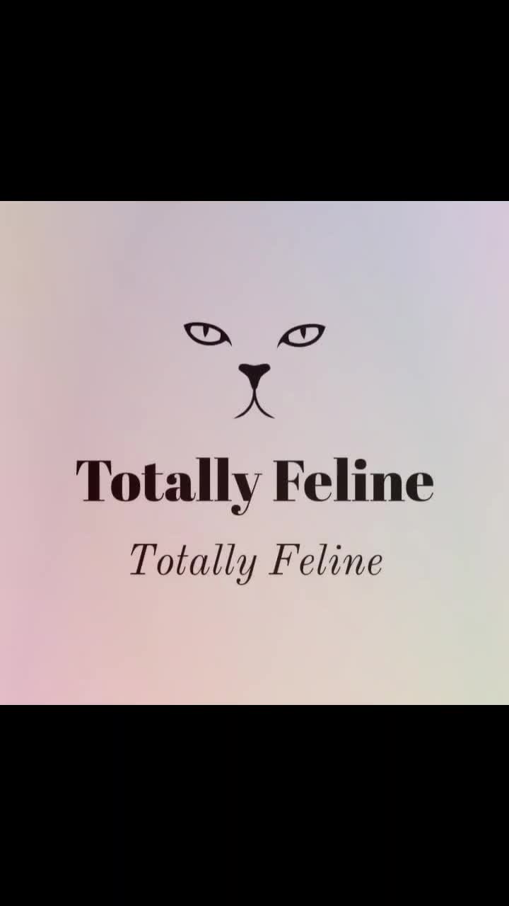  Lights, Camera, Cat-tion! thumbnail