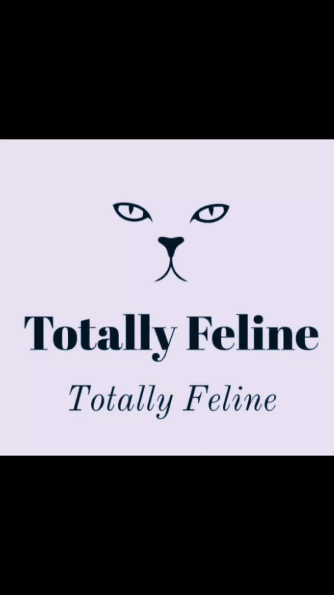 Lights, Camera & Cat-tion! thumbnail