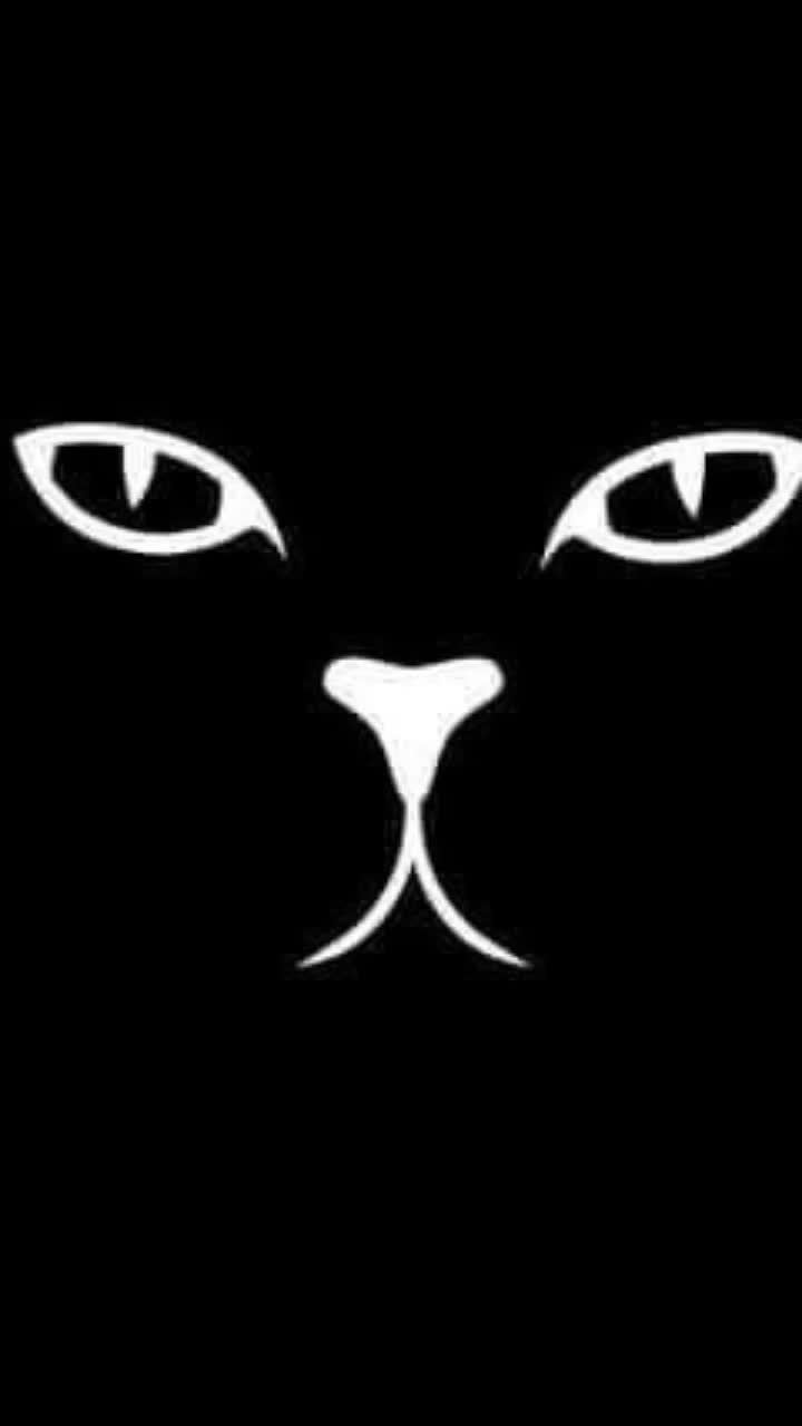 Lights, Camera & Cat-tion! thumbnail