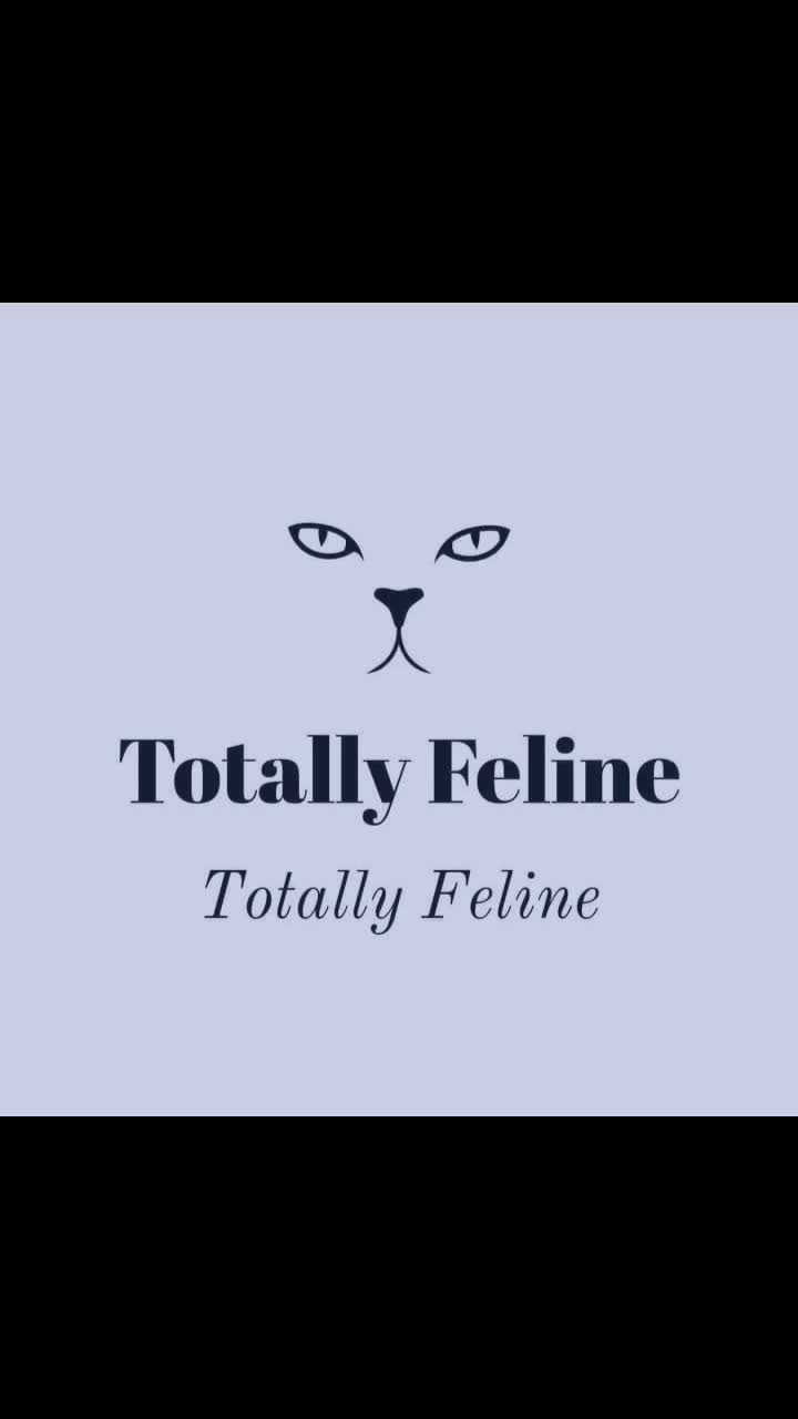 Lights, Camera & Cat-tion! thumbnail