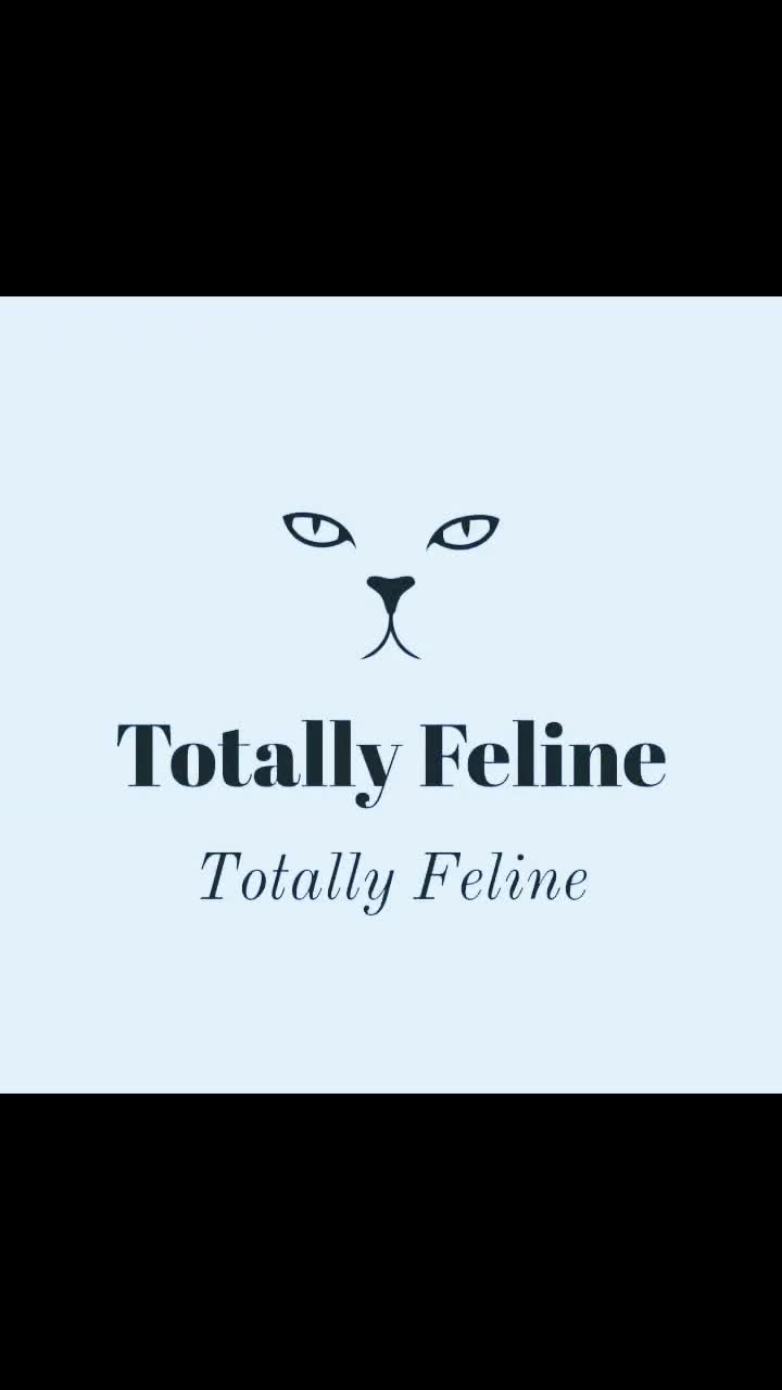 Lights, Camera & Cat-tion! thumbnail