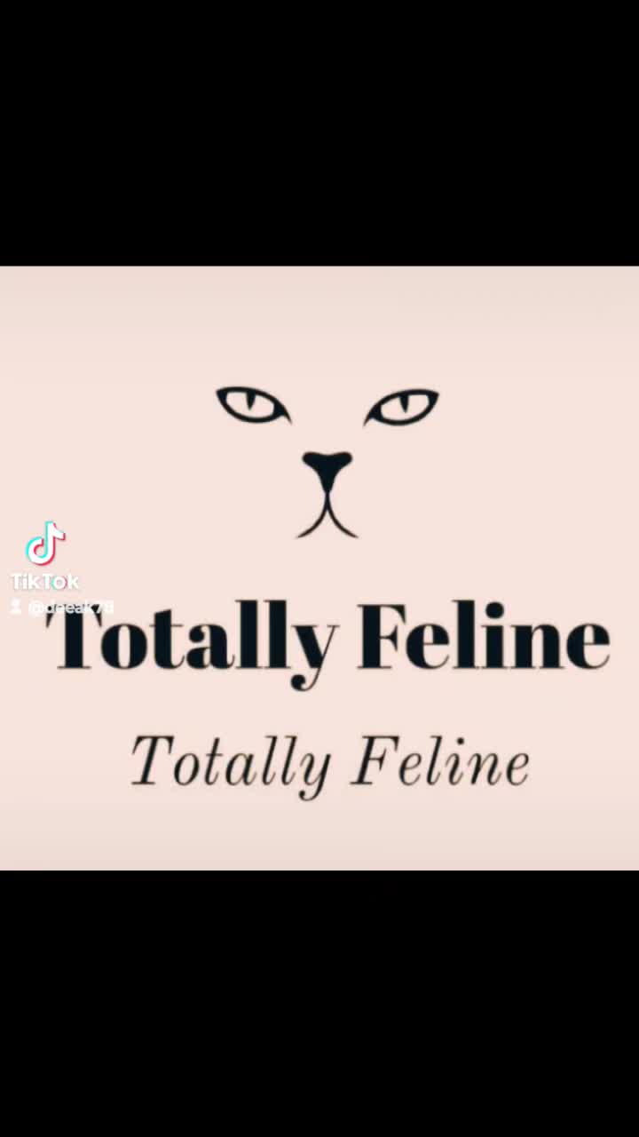 Lights, Camera & Cat-tion! thumbnail