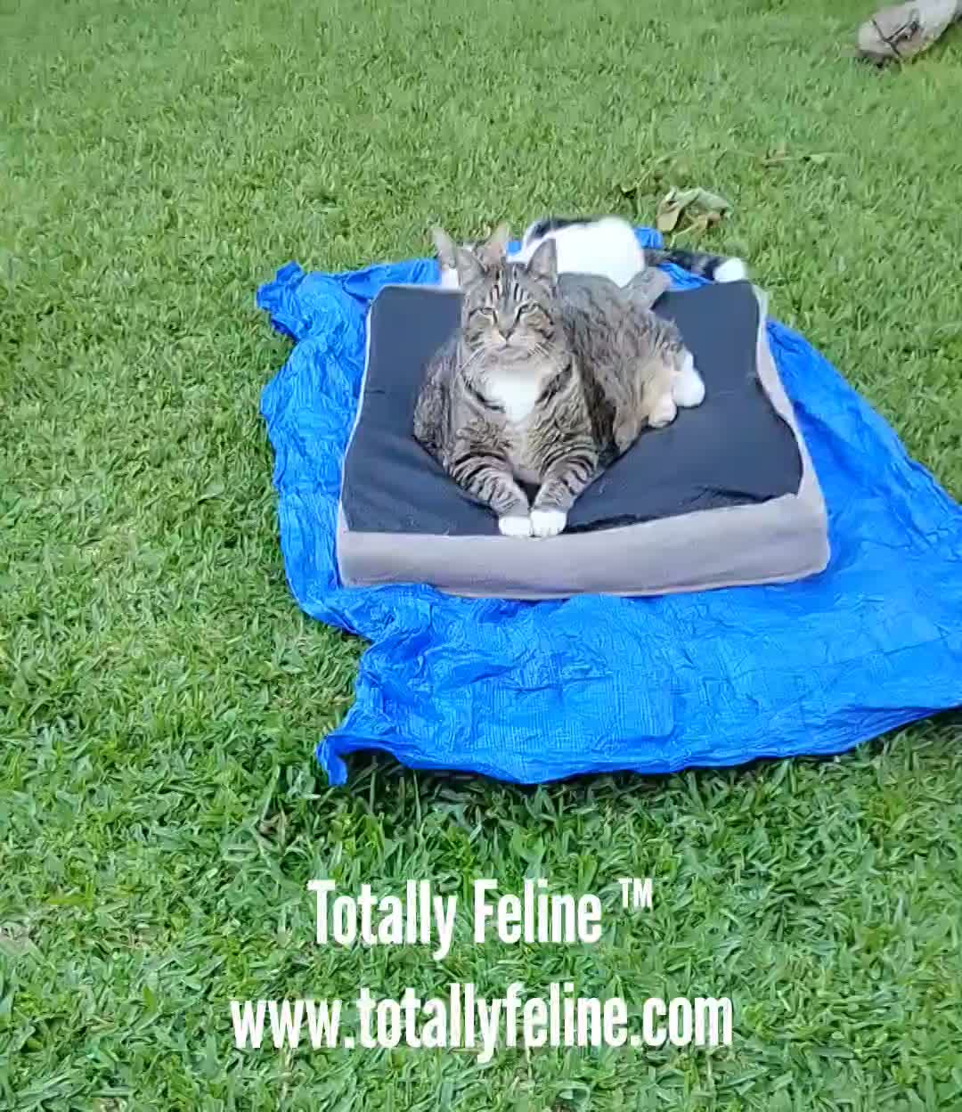 Lights, Camera & Cat-tion! thumbnail