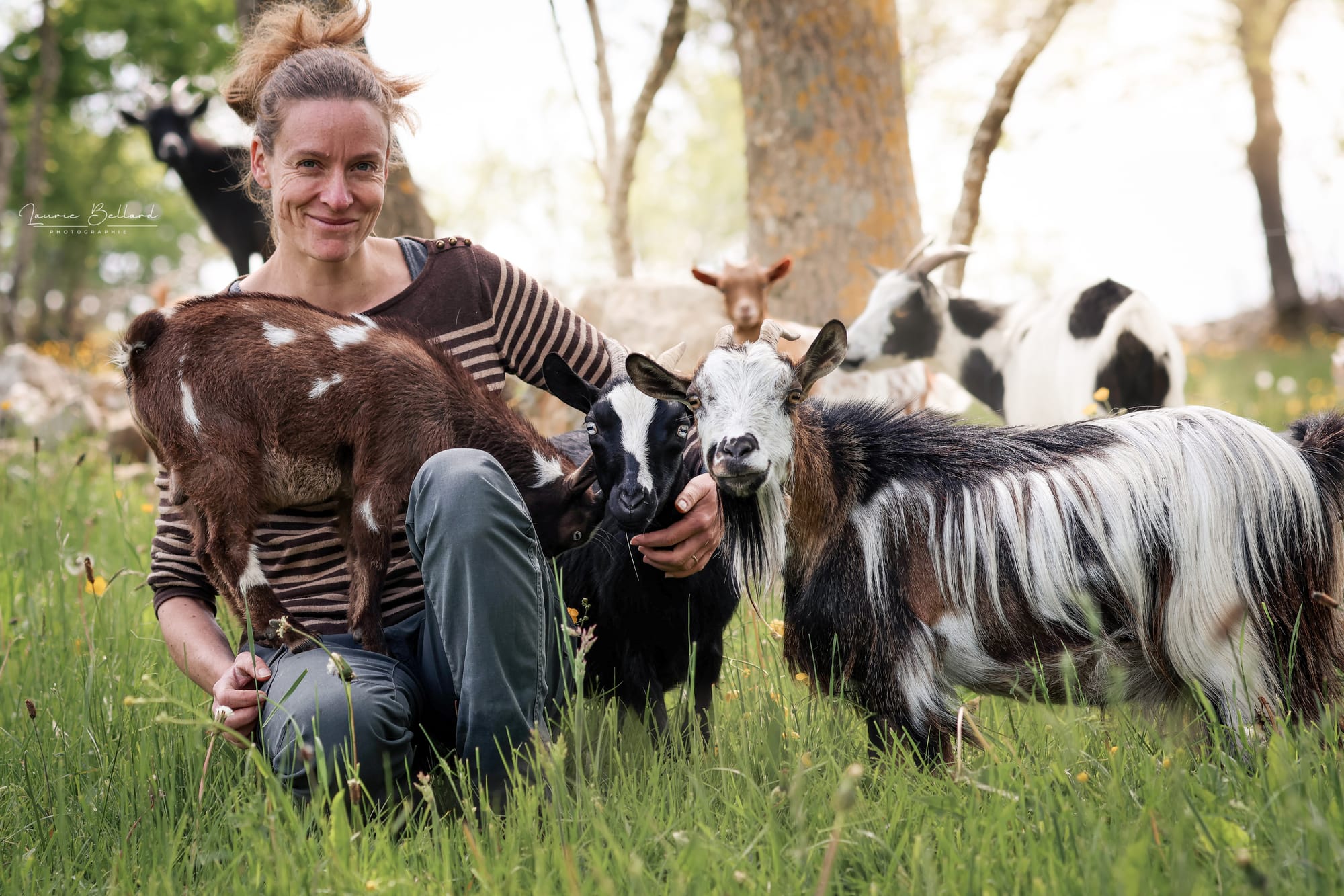 Les chèvres reproductrices