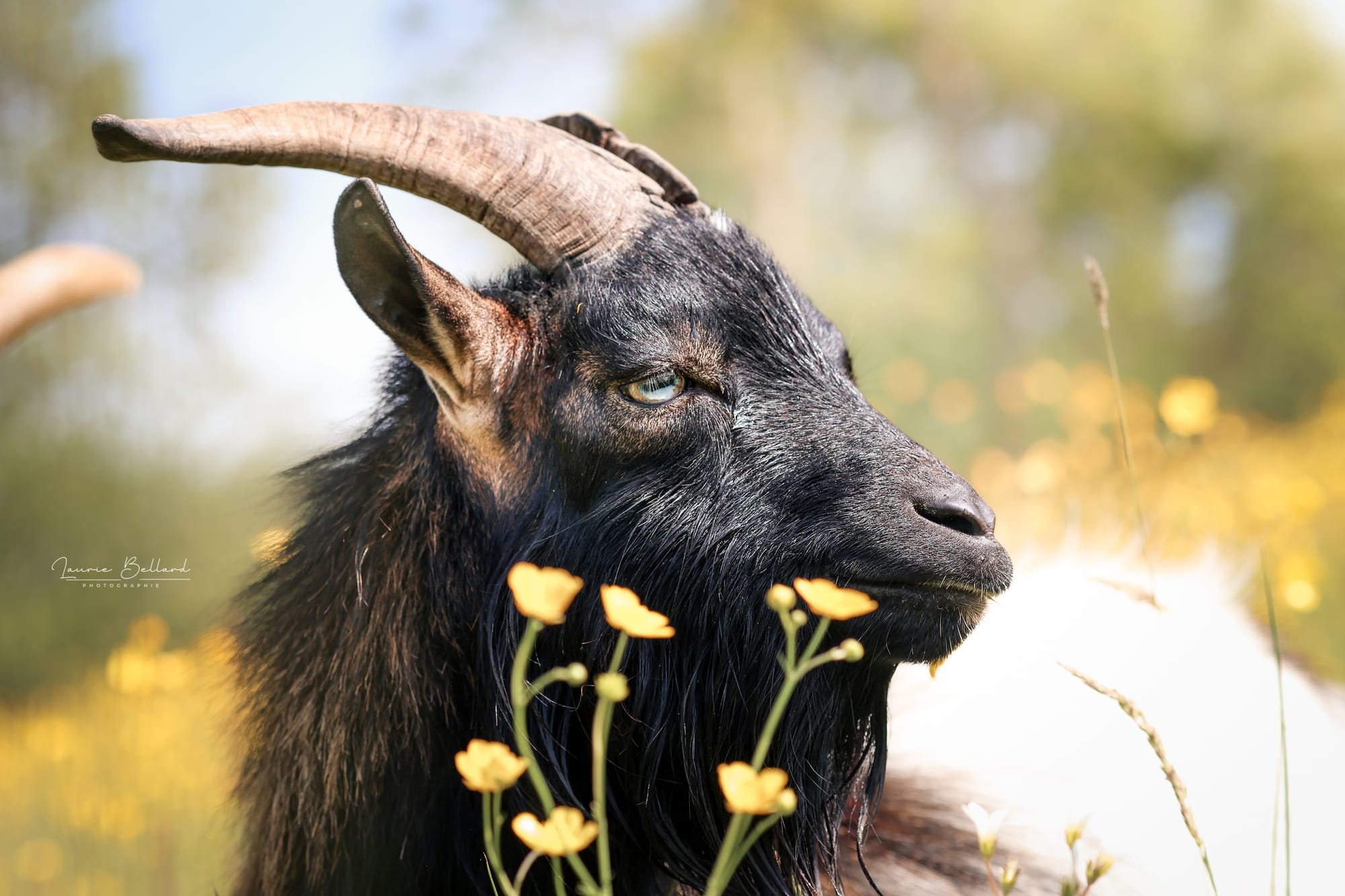 Les boucs reproducteurs