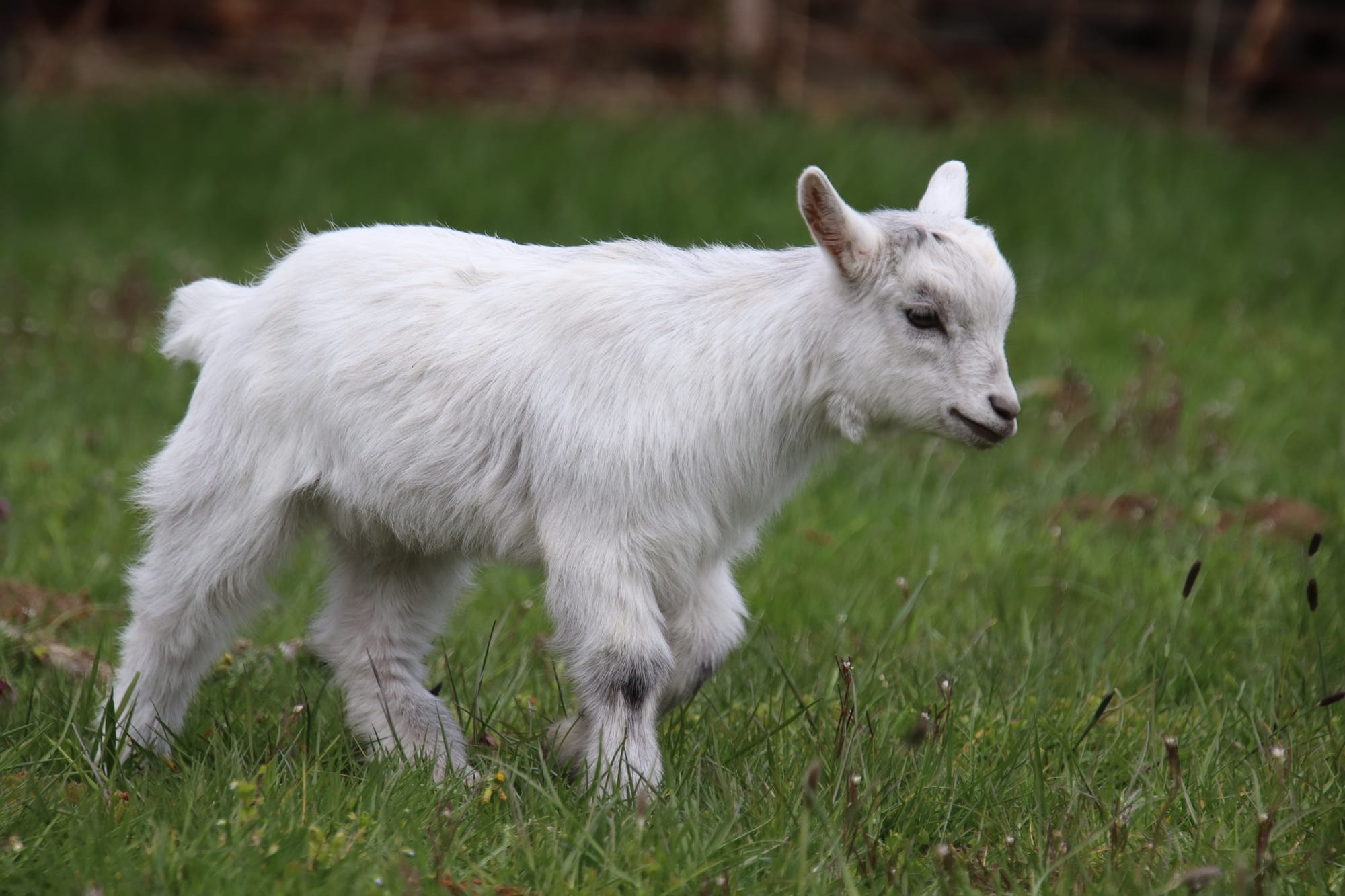 Les chevreaux miniatures
