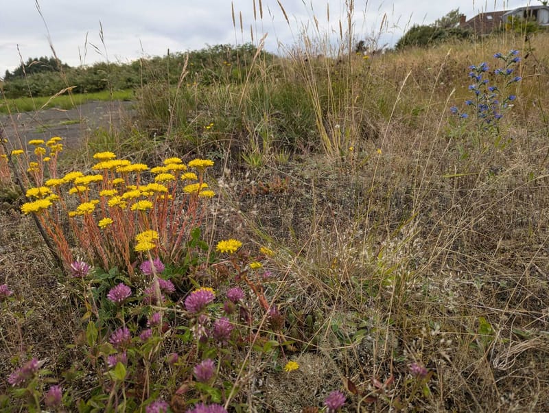 The State of Belfast's Brownfield Sites