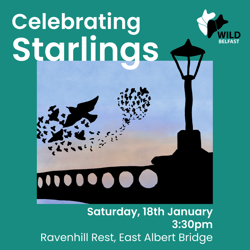 Celebrating Starlings