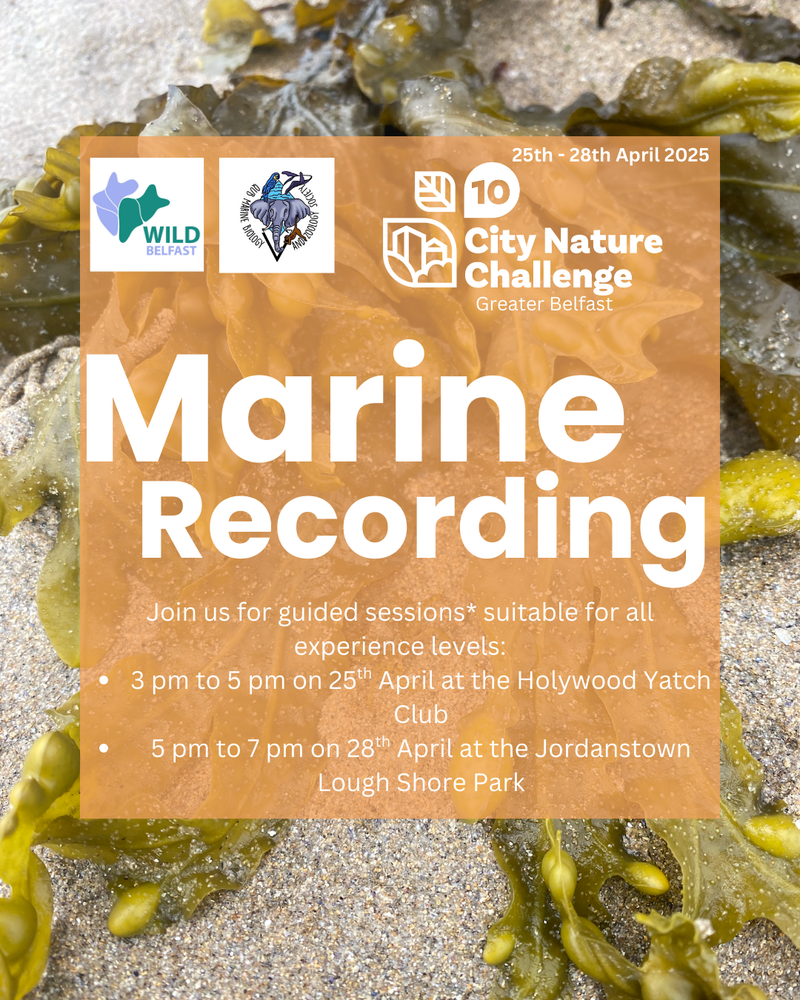 City Nature Challenge Day 4: Rock Pooling