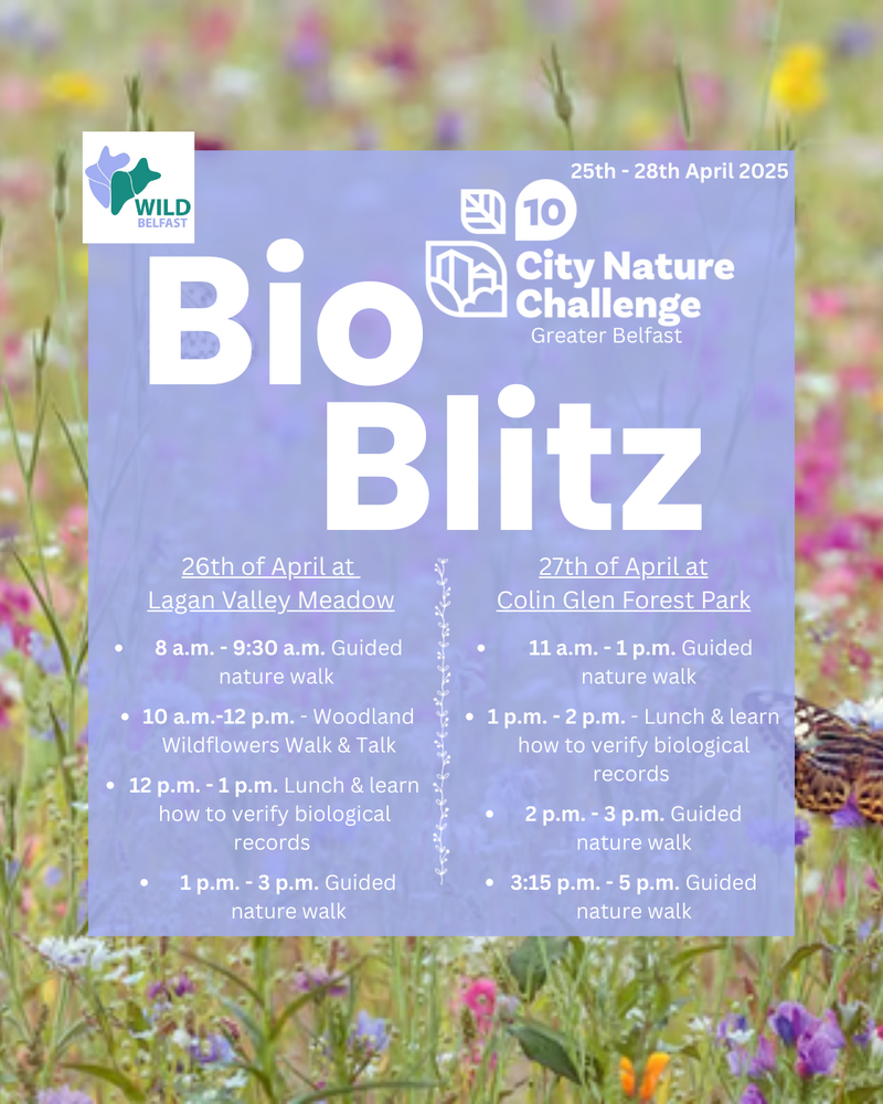 City Nature Challenge Day 3: Colin Glen Forest Park - Copy